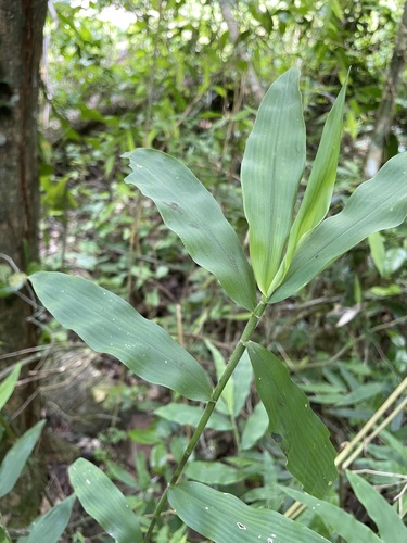 Lasiacis maculata observed 2025-08-22