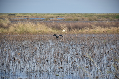 Plegadis chihi