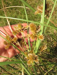 Cyperus solidus