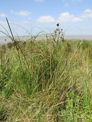 Cyperus solidus