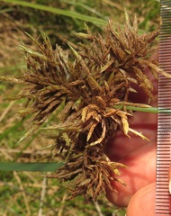 Cyperus solidus
