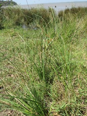 Cyperus solidus
