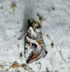 Diastema cnossia