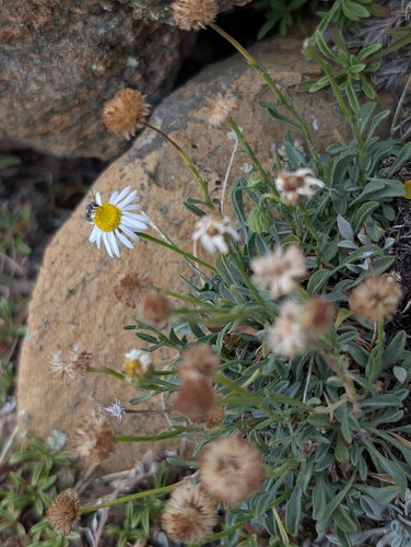 thin daisy (Erigeron tener)