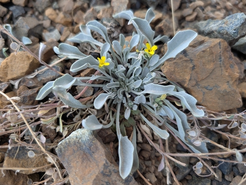 western bladderpod (Physaria occidentalis)