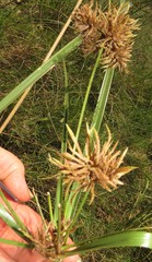 Cyperus solidus