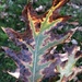 Bacterial Leaf Scorch - Photo (c) Susan J. Hewitt, some rights reserved (CC BY-NC), uploaded by Susan J. Hewitt