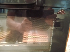 Drymaplaneta communis