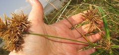 Cyperus solidus