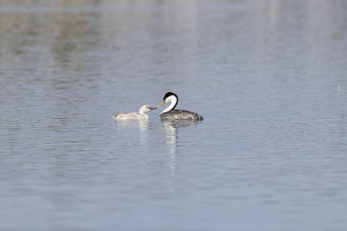 iNaturalist observation photo of Western Grebe
