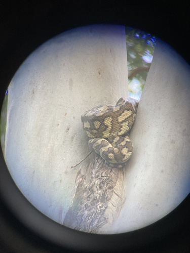 Coastal Carpet Python sighting