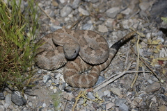 Crotalus stephensi