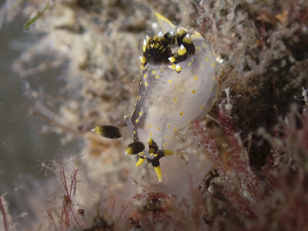 three-color polycera