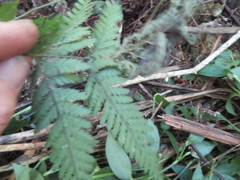 Parapolystichum microsorum