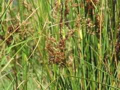 Juncus kraussii kraussii