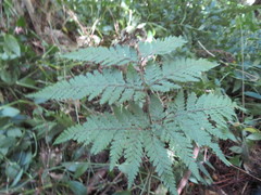 Parapolystichum microsorum