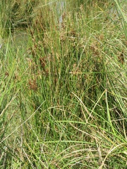 Juncus kraussii kraussii
