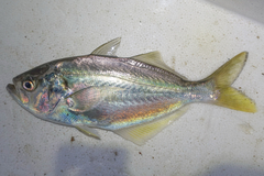 False Trevally photo 1