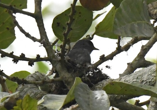Little Grey Flycatcher (Muscicapa epulata), photo 2
