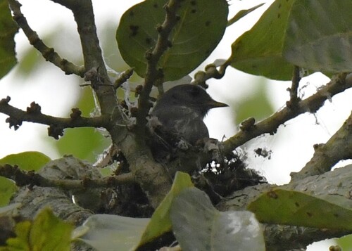 Little Grey Flycatcher (Muscicapa epulata), photo 3