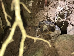 Incilius leucomyos