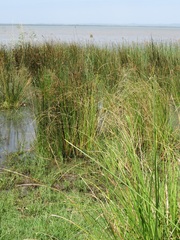 Juncus kraussii kraussii