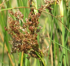 Juncus kraussii kraussii