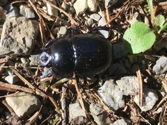 Anoplotrupes