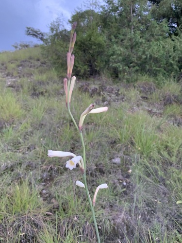 Polianthes alboaustralis