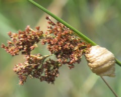 Juncus kraussii kraussii