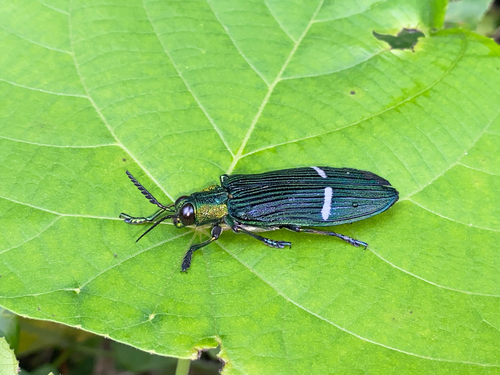 Catoxantha opulenta