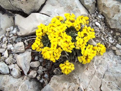 strong bladderpod (Lesquerella valida)