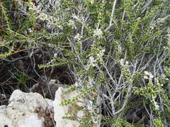Mortonia scabrella