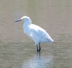 Egretta garzetta × thula