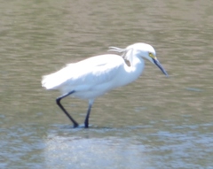 Egretta garzetta × thula
