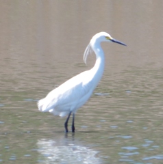 Egretta garzetta × thula
