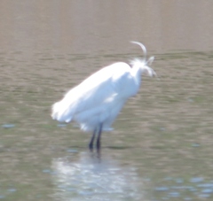 Egretta garzetta × thula