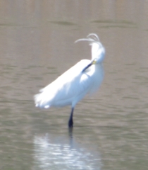 Egretta garzetta × thula