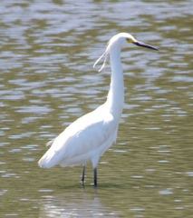 Egretta garzetta × thula