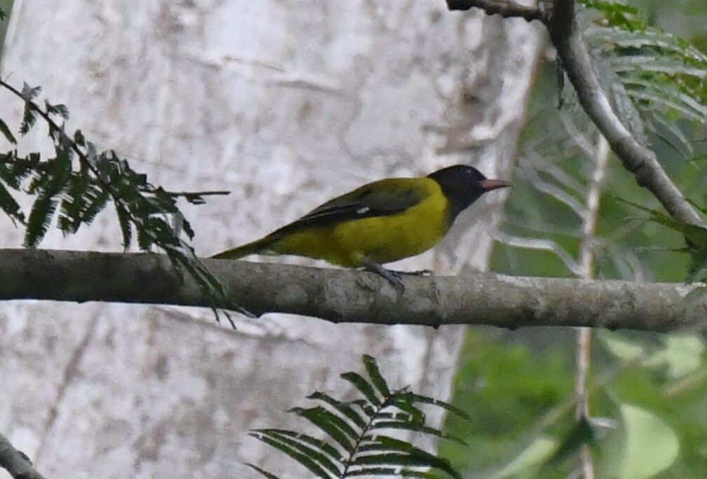 Western Oriole (Oriolus brachyrynchus), photo 7