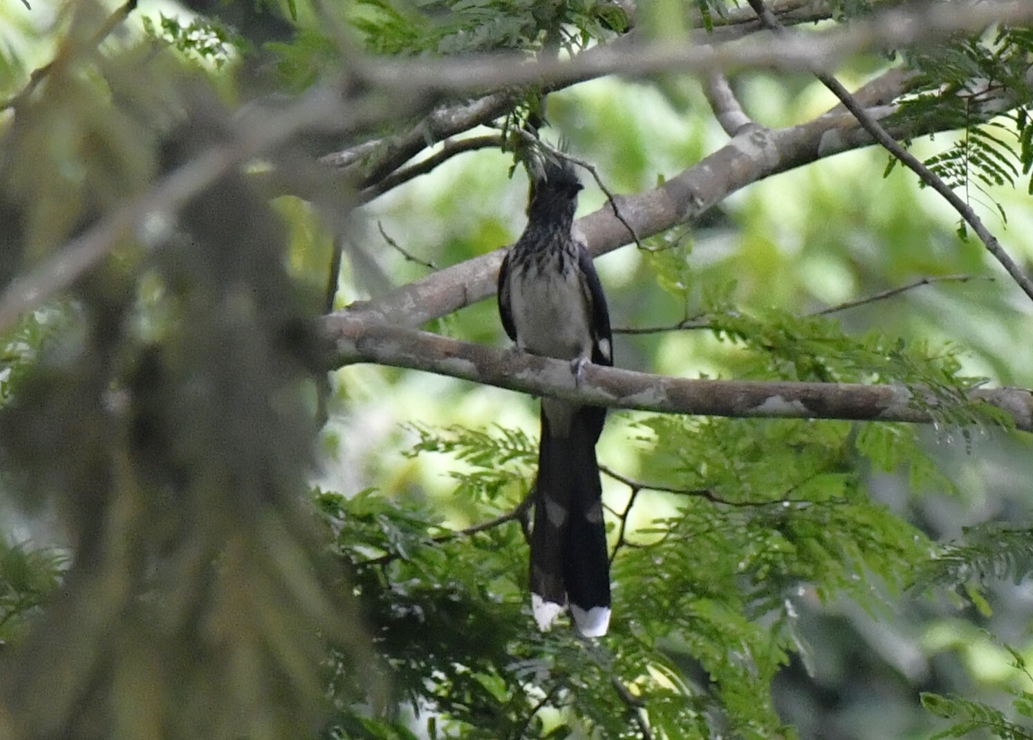 Levaillant's Cuckoo (Clamator levaillantii), photo 8