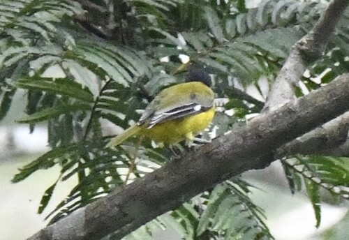 Western Oriole (Oriolus brachyrynchus), photo 8