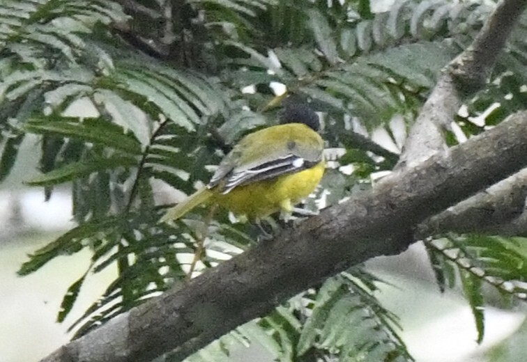 Western Oriole (Oriolus brachyrynchus), photo 6