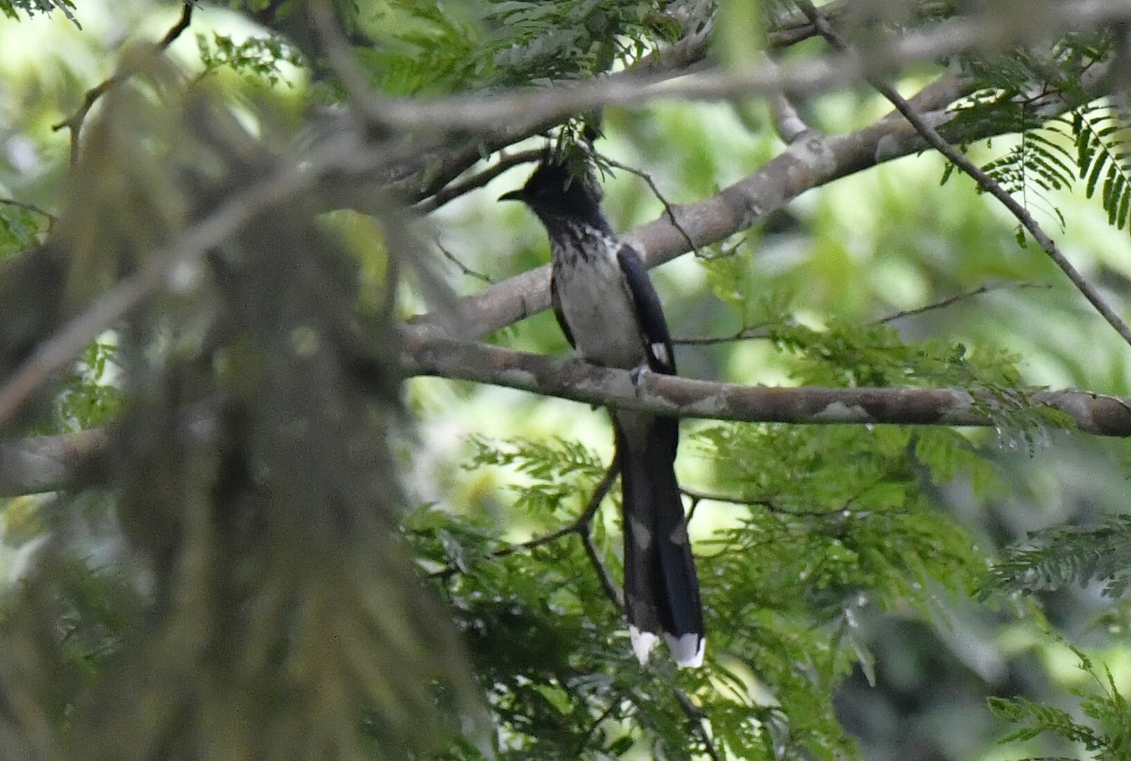 Levaillant's Cuckoo (Clamator levaillantii), photo 7