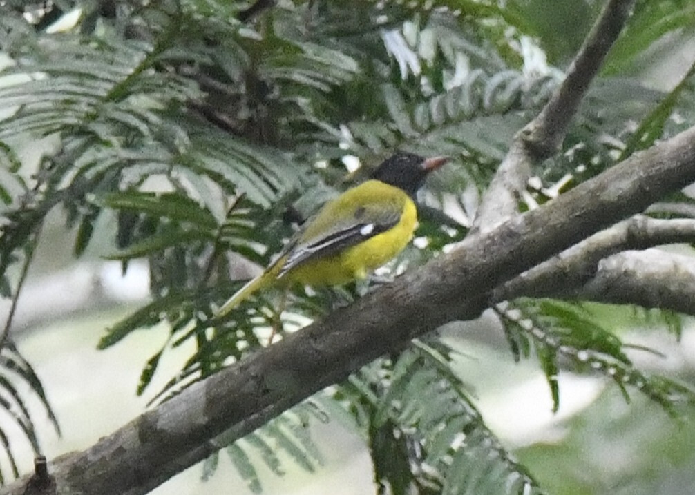 Western Oriole (Oriolus brachyrynchus), photo 2