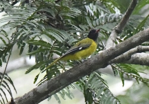 Western Oriole (Oriolus brachyrynchus), photo 4