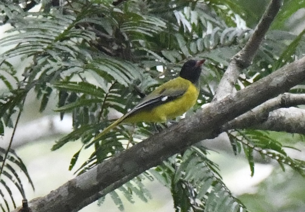 Western Oriole (Oriolus brachyrynchus), photo 3