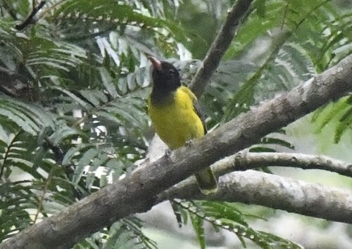 Western Oriole (Oriolus brachyrynchus), photo 6