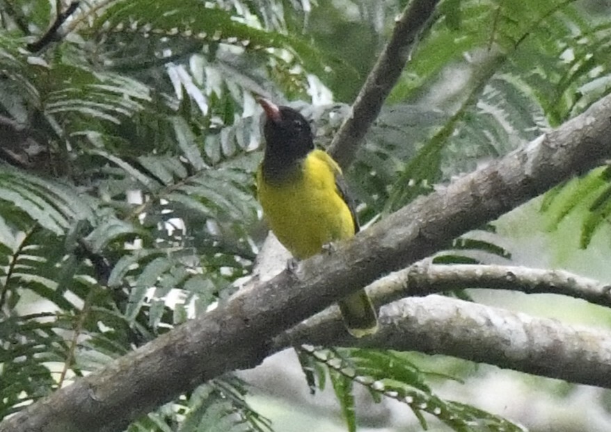 Western Oriole (Oriolus brachyrynchus), photo 4