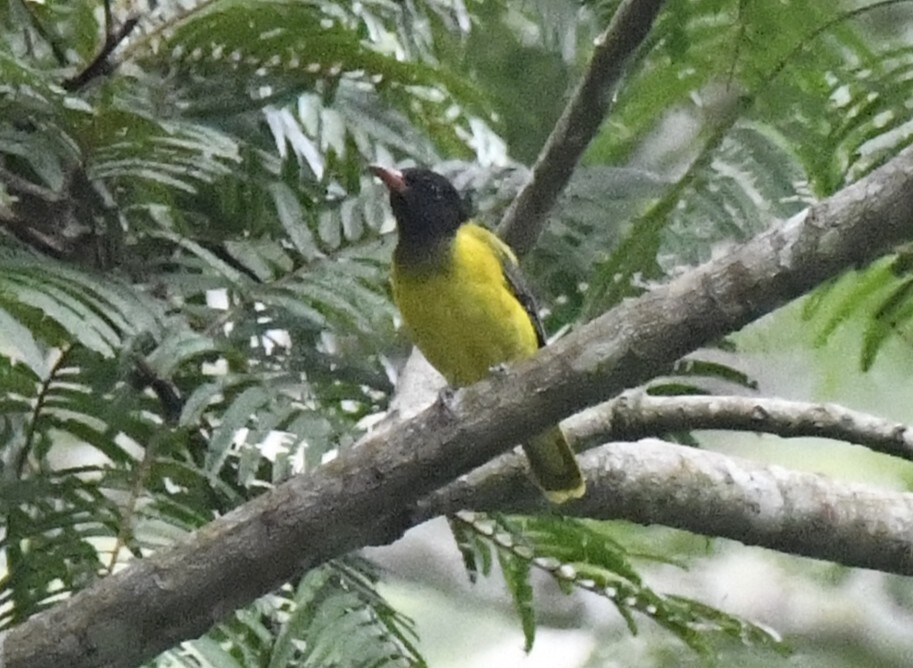 Western Oriole (Oriolus brachyrynchus), photo 5